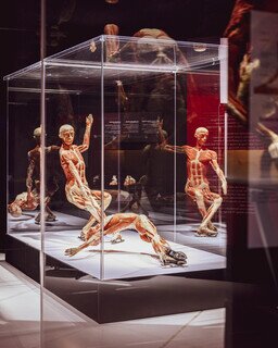 BODY WORLDS